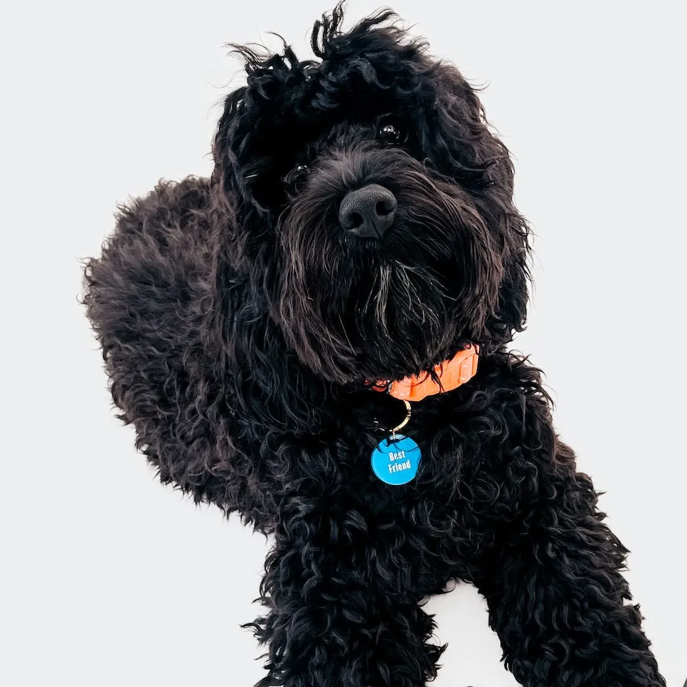 Gus & Co - Dog Tag and Keychain Set